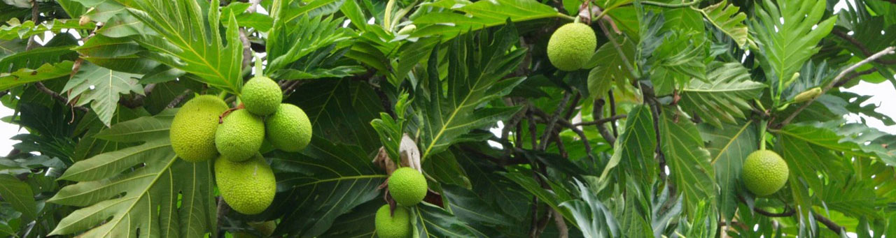 Featured image of post Steps to Prepare Breadfruit Seeds Nutritional Benefits