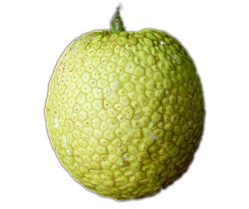 CUL_variety_maafala_thumbs_1