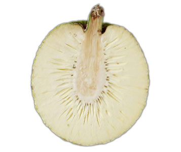 CUL_variety_maafala_thumbs_2